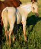 luckykingfilly.jpg (39227 bytes)