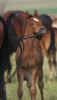 who4.jpg (35754 bytes)