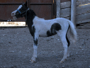 ego4.gif (77886 bytes)