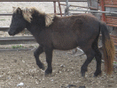 09flip2.gif (115011 bytes)