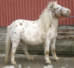 diamonds3.gif (128438 bytes)