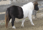 flip2.gif (105400 bytes)