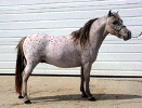 galexy.gif (68259 bytes)