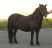 jazzee5.gif (82391 bytes)