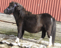 jbcowgirl3.gif (106315 bytes)