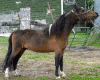 terrific2.gif (119186 bytes)