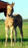 buckskincolt2.jpg (128416 bytes)