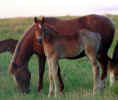 custusfilly.jpg (55342 bytes)