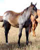 lonniesfilly1.jpg (45410 bytes)