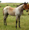 newgreycolt2.jpg (29497 bytes)